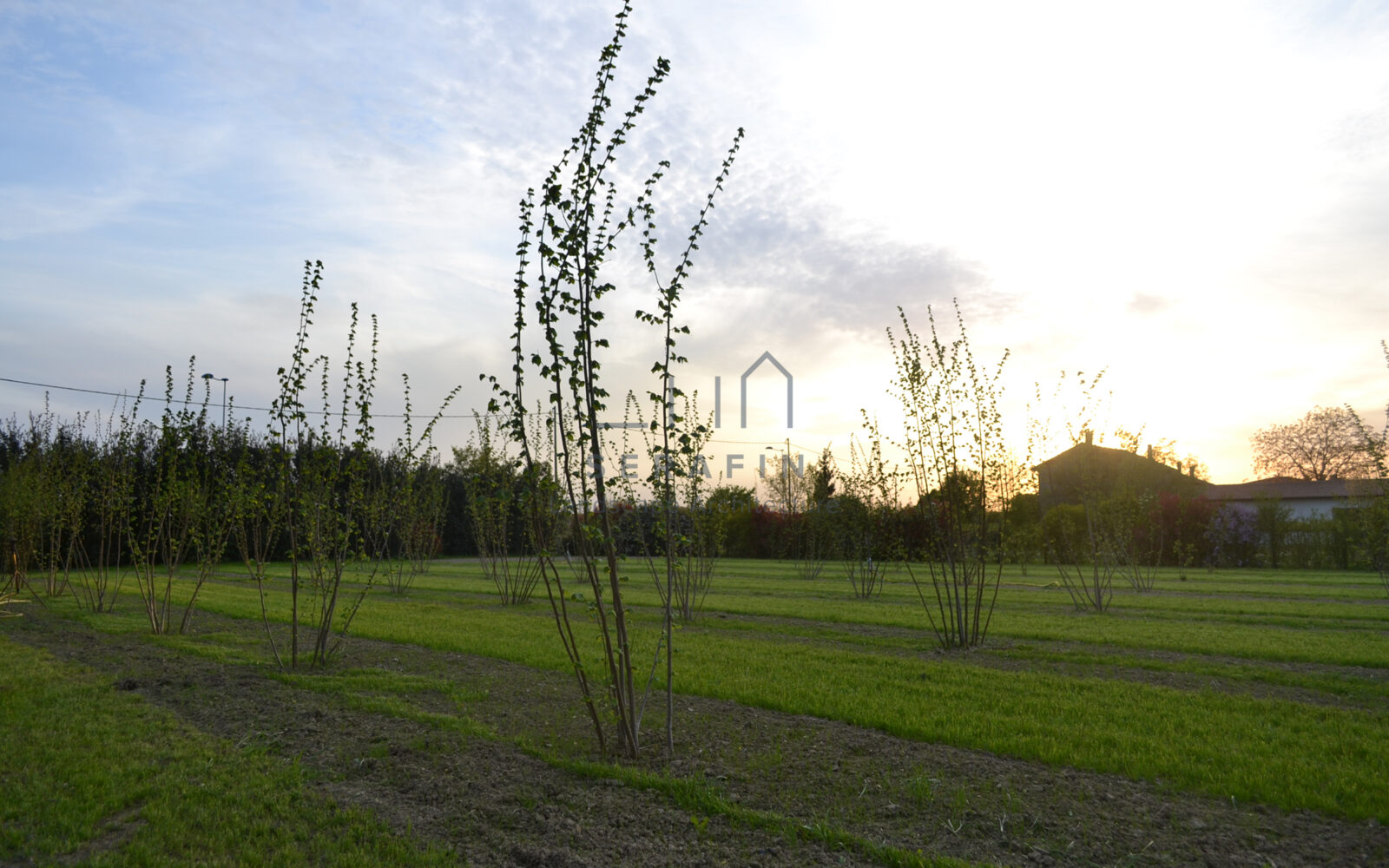 landscape project for Rinocciola farm - 3