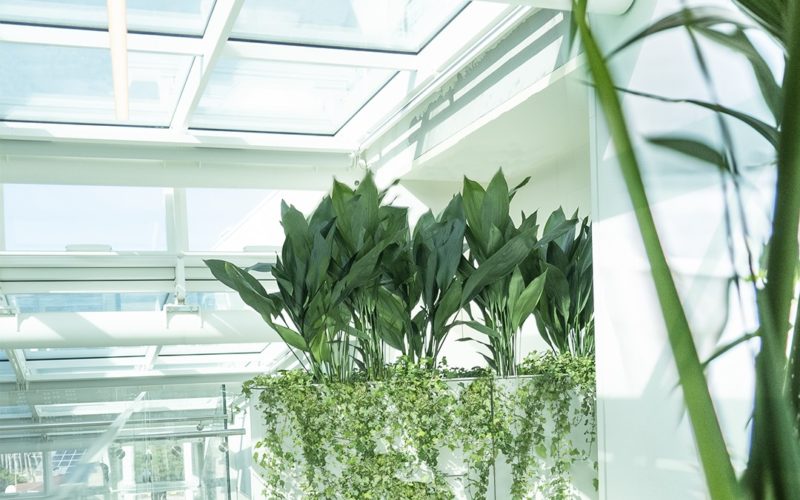 image of plants in an indoor greenhouse