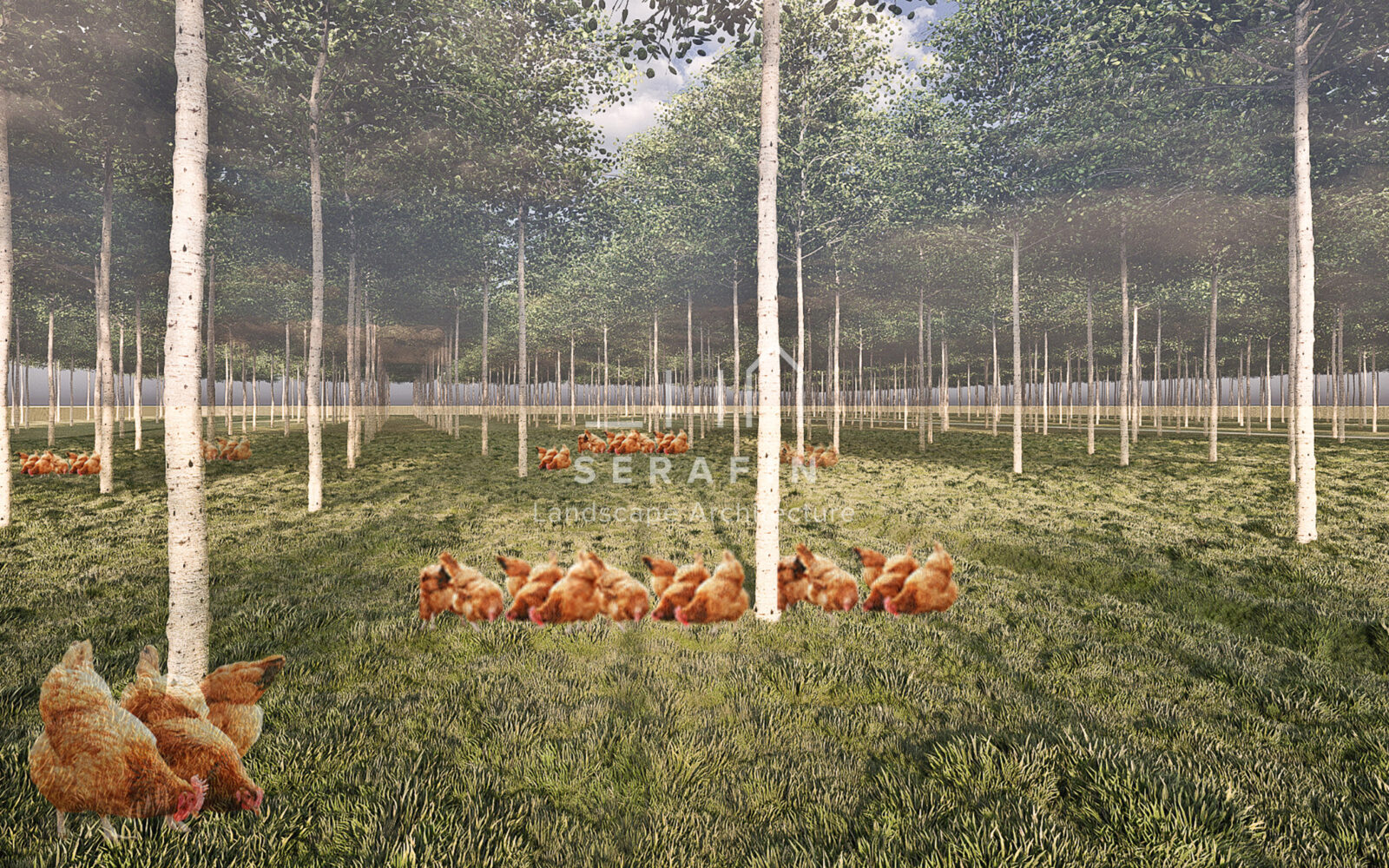 image of a landscape project of an organic chicken farm 5