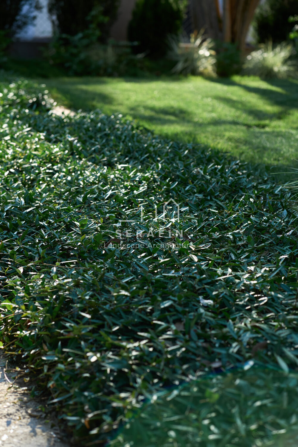 design and creation of a luxury garden in Mogliano Veneto