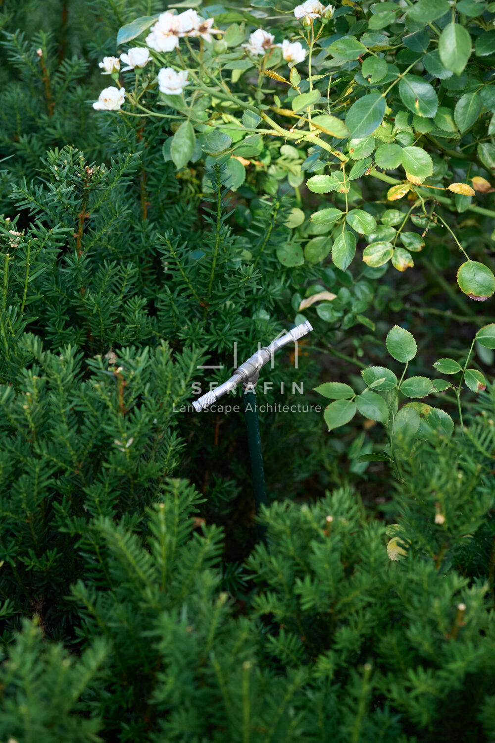design and creation of a luxury garden in Mogliano Veneto