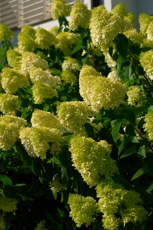 fioriture progettazione e realizzazione giardini 7
